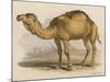 Camel with the Pyramids and Sphinx in the Background-Brittan-Mounted Art Print