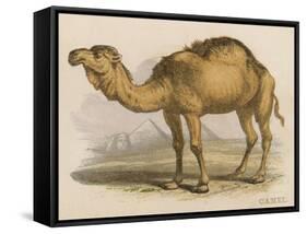 Camel with the Pyramids and Sphinx in the Background-Brittan-Framed Stretched Canvas