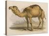 Camel with the Pyramids and Sphinx in the Background-Brittan-Stretched Canvas