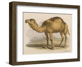 Camel with the Pyramids and Sphinx in the Background-Brittan-Framed Art Print