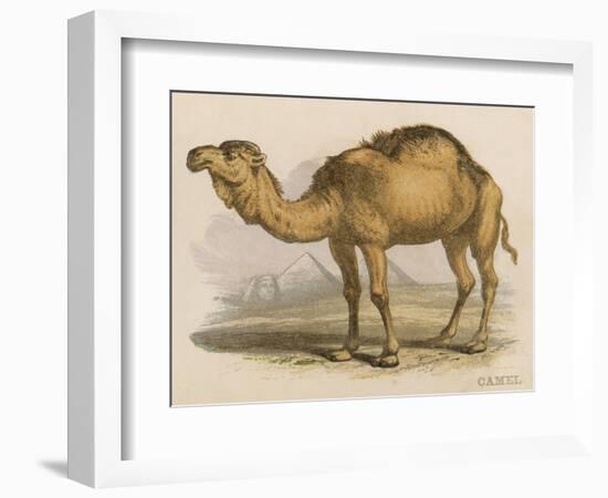 Camel with the Pyramids and Sphinx in the Background-Brittan-Framed Art Print