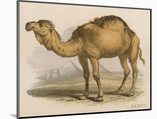 Camel with the Pyramids and Sphinx in the Background-Brittan-Mounted Art Print