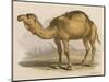 Camel with the Pyramids and Sphinx in the Background-Brittan-Mounted Art Print