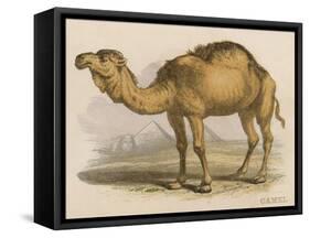 Camel with the Pyramids and Sphinx in the Background-Brittan-Framed Stretched Canvas