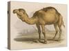 Camel with the Pyramids and Sphinx in the Background-Brittan-Stretched Canvas