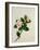 Camelia, c.1800-40-null-Framed Giclee Print