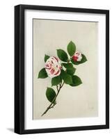 Camelia, c.1800-40-null-Framed Giclee Print