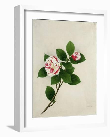 Camelia, c.1800-40-null-Framed Giclee Print