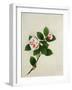 Camelia, c.1800-40-null-Framed Giclee Print