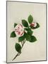 Camelia, c.1800-40-null-Mounted Giclee Print