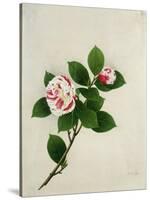 Camelia, c.1800-40-null-Stretched Canvas