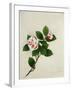 Camelia, c.1800-40-null-Framed Giclee Print