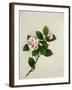 Camelia, c.1800-40-null-Framed Giclee Print