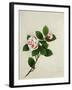 Camelia, c.1800-40-null-Framed Giclee Print