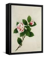 Camelia, c.1800-40-null-Framed Stretched Canvas