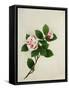 Camelia, c.1800-40-null-Framed Stretched Canvas