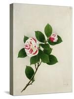Camelia, c.1800-40-null-Stretched Canvas