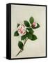 Camelia, c.1800-40-null-Framed Stretched Canvas