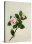 Camelia, c.1800-40-null-Stretched Canvas