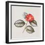 Camelia Japonica 'Adolphe Anderson', 1996-Margaret Ann Eden-Framed Giclee Print