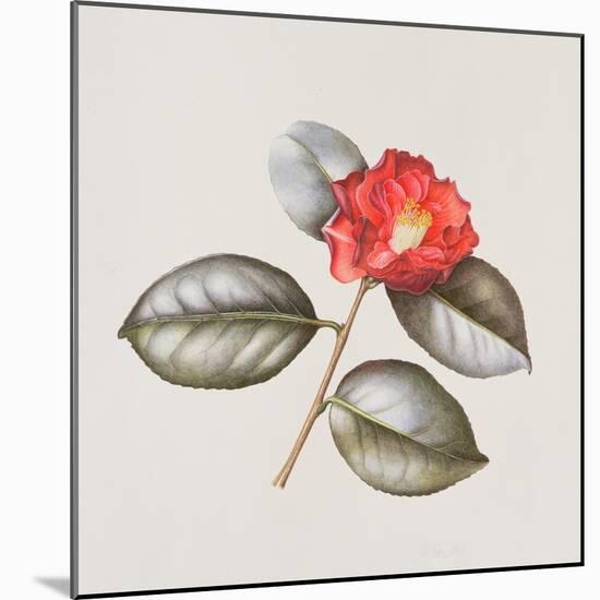 Camelia Japonica 'Adolphe Anderson', 1996-Margaret Ann Eden-Mounted Giclee Print