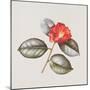 Camelia Japonica 'Adolphe Anderson', 1996-Margaret Ann Eden-Mounted Giclee Print