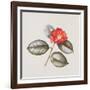 Camelia Japonica 'Adolphe Anderson', 1996-Margaret Ann Eden-Framed Giclee Print