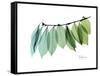 Camelia Leaf Green_Blue-Albert Koetsier-Framed Stretched Canvas