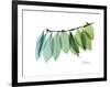 Camelia Leaf Green_Blue-Albert Koetsier-Framed Premium Giclee Print