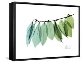 Camelia Leaf Green_Blue-Albert Koetsier-Framed Stretched Canvas