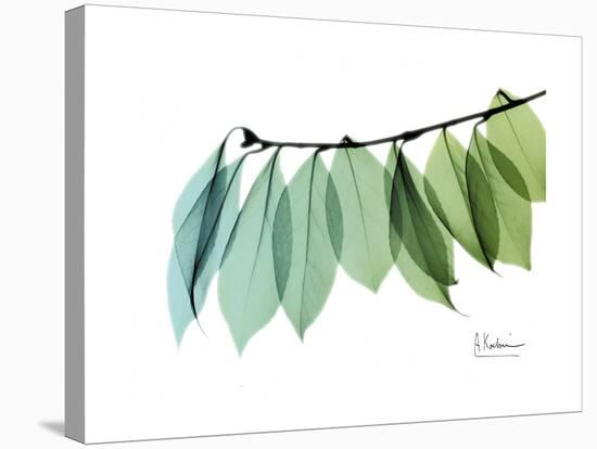 Camelia Leaf Green_Blue-Albert Koetsier-Stretched Canvas