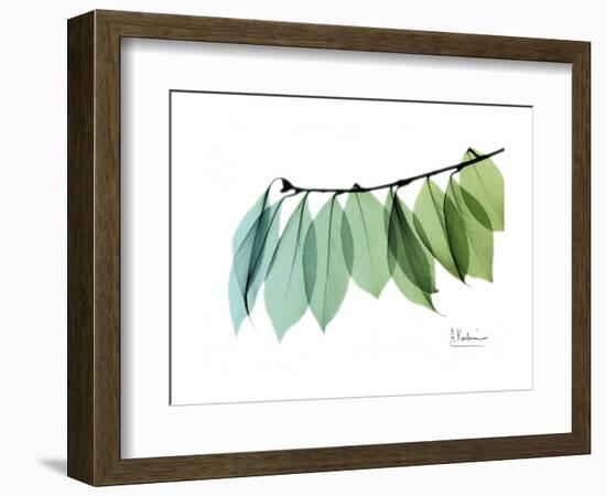 Camelia Leaf Green_Blue-Albert Koetsier-Framed Premium Giclee Print