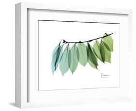 Camelia Leaf Green_Blue-Albert Koetsier-Framed Premium Giclee Print