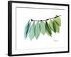 Camelia Leaf Green_Blue-Albert Koetsier-Framed Premium Giclee Print