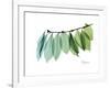 Camelia Leaf Green_Blue-Albert Koetsier-Framed Premium Giclee Print