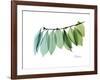 Camelia Leaf Green_Blue-Albert Koetsier-Framed Premium Giclee Print