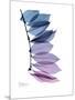 Camelia Leaf in Purp-Albert Koetsier-Mounted Premium Giclee Print