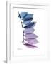 Camelia Leaf in Purp-Albert Koetsier-Framed Premium Giclee Print