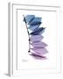 Camelia Leaf in Purp-Albert Koetsier-Framed Premium Giclee Print