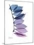 Camelia Leaf in Purp-Albert Koetsier-Mounted Premium Giclee Print