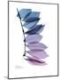 Camelia Leaf in Purp-Albert Koetsier-Mounted Premium Giclee Print