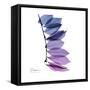 Camelia Leaf in Purp-Albert Koetsier-Framed Stretched Canvas