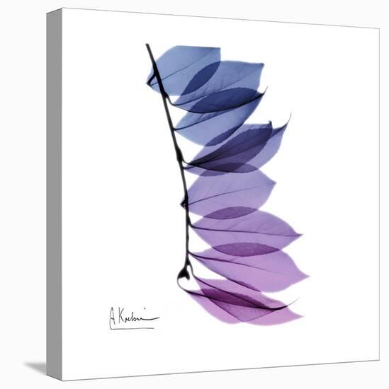 Camelia Leaf in Purp-Albert Koetsier-Stretched Canvas