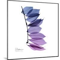 Camelia Leaf in Purp-Albert Koetsier-Mounted Art Print