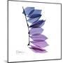 Camelia Leaf in Purp-Albert Koetsier-Mounted Art Print