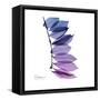 Camelia Leaf in Purp-Albert Koetsier-Framed Stretched Canvas