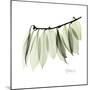 Camelia Leaf In White-Albert Koetsier-Mounted Art Print