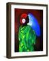 Camelia Rose, 2008-Patricia Brintle-Framed Giclee Print