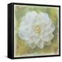 Camelia White-Cora Niele-Framed Stretched Canvas