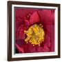 Camelia-Magda Indigo-Framed Photographic Print